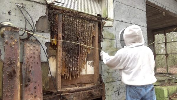 How to Make Your Yard Less Inviting to Bee Colonies Naturally