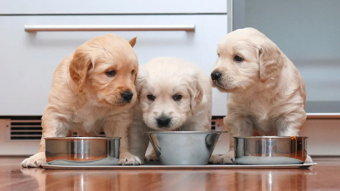 Puppy Foods
