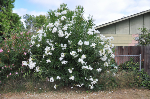White Oleander Tree: Beautiful Blooms and Landscaping Tips